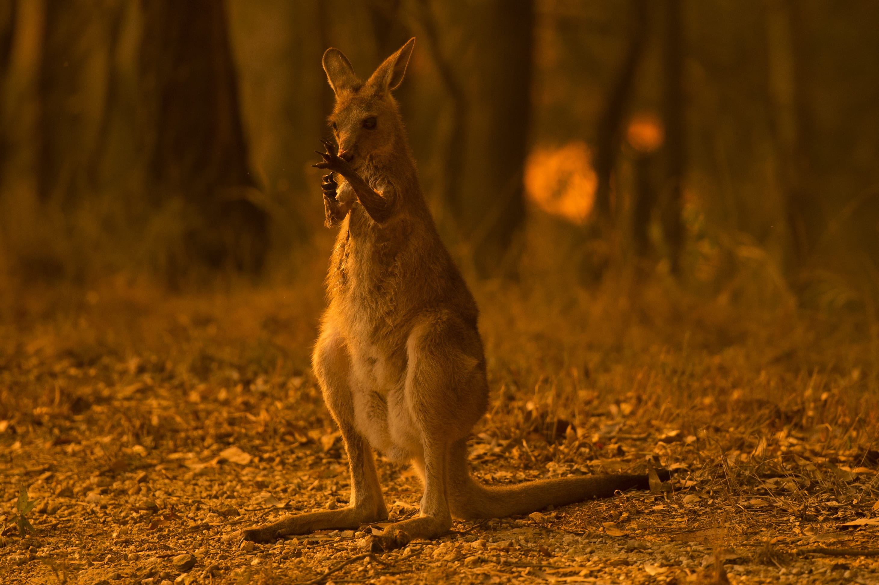 Australia fires kill half a billion animals as crisis