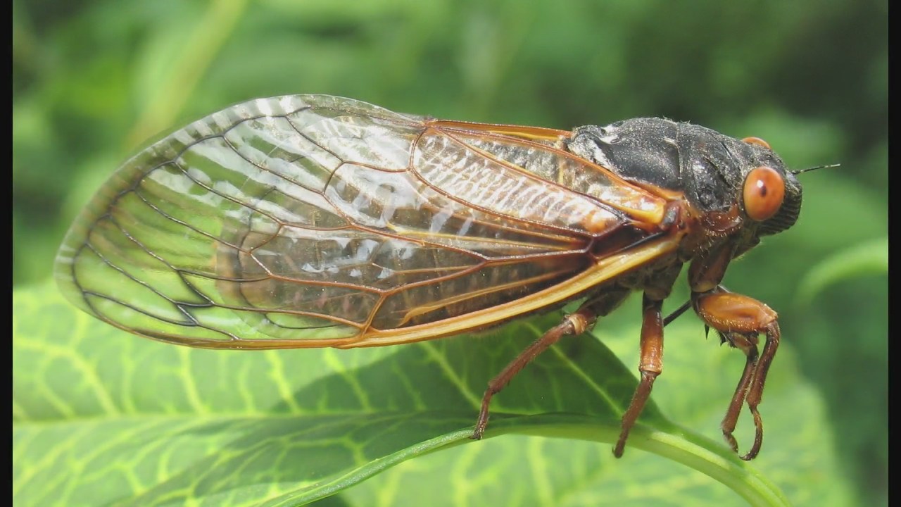 Cicadas ahead of schedule, expected soon in Chicago area AllSides