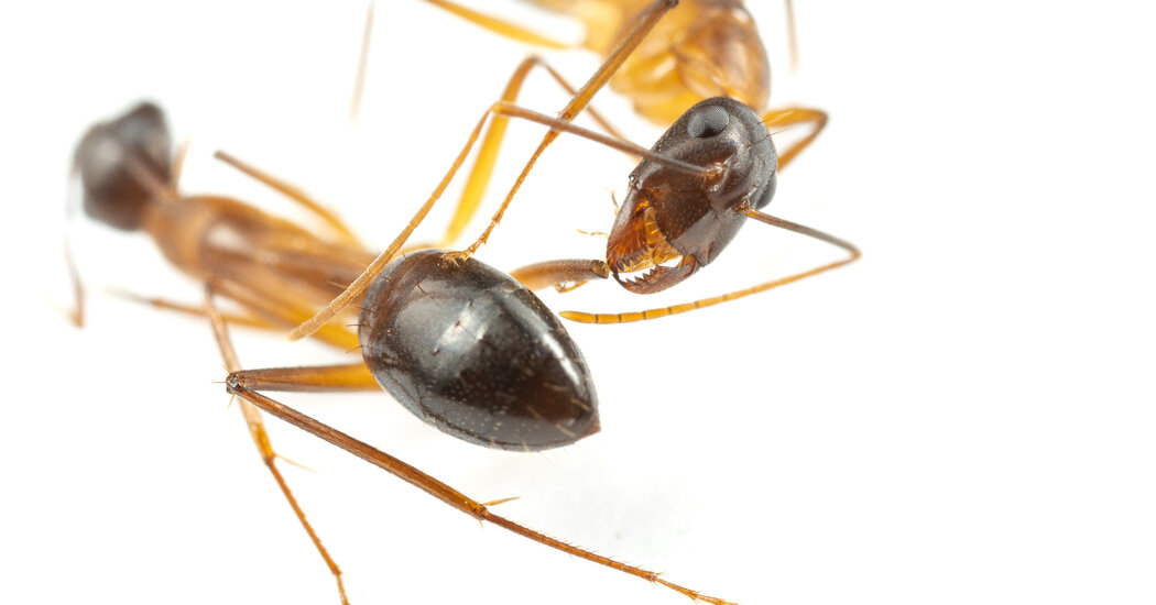 Carpenter Ants' Unique Healing Method: Amputation to Save Lives
