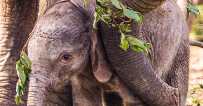 Birth of baby elephant at Omaha's zoo brings herd's size to nine | AllSides